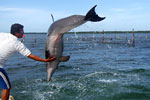 Шоу дельфинов в открытом море